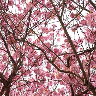 A cherry blossom tree in spring with pink petals.