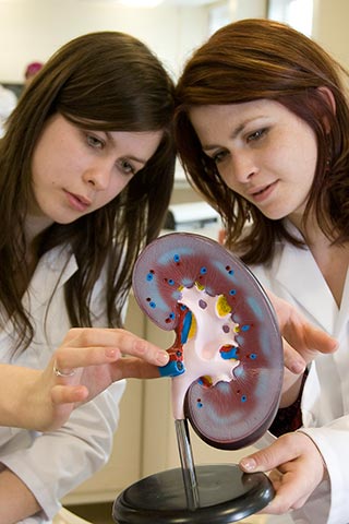 Two students inspecting a model of a kidney