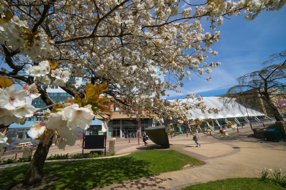 Blossom on campus including atrium 