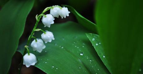 Lily of the valley emblem of the PSBRU