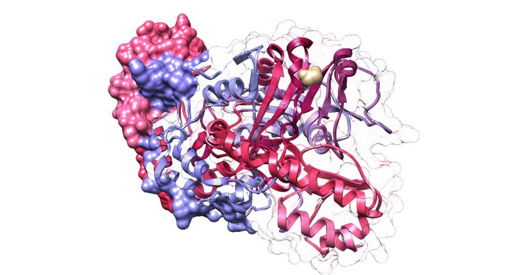 Thermotoga maritime is a bacterium found in hot springs and hydrothermal vents. This is the structure of an aminotransferase protein (Histidinol-phosphate aminotransferase (HisC) from Thermotoga maritima (apo-form)) extracted from the bacteria