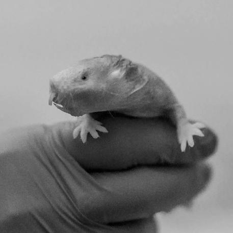 A naked mole rat on a researcher's hand