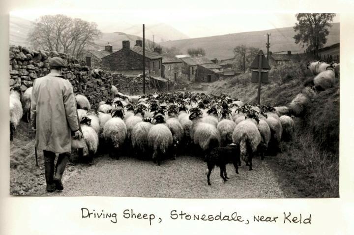 A herd of sheep walking down a country lane in Stonesdale, near Keld