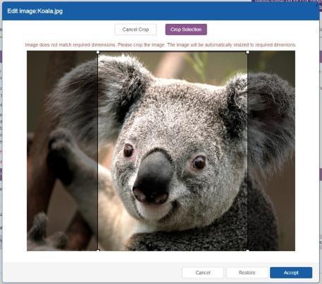 Screenshot from the Upload Photo section of the Online Enrolment Enrolment showing a photograph of a Koala being cropped.