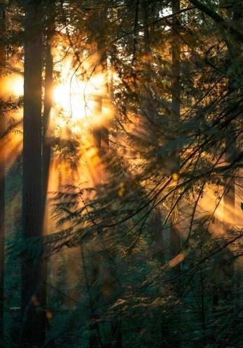 Snlight streaming through a forest canopy Snlight streaming through a forest canopy