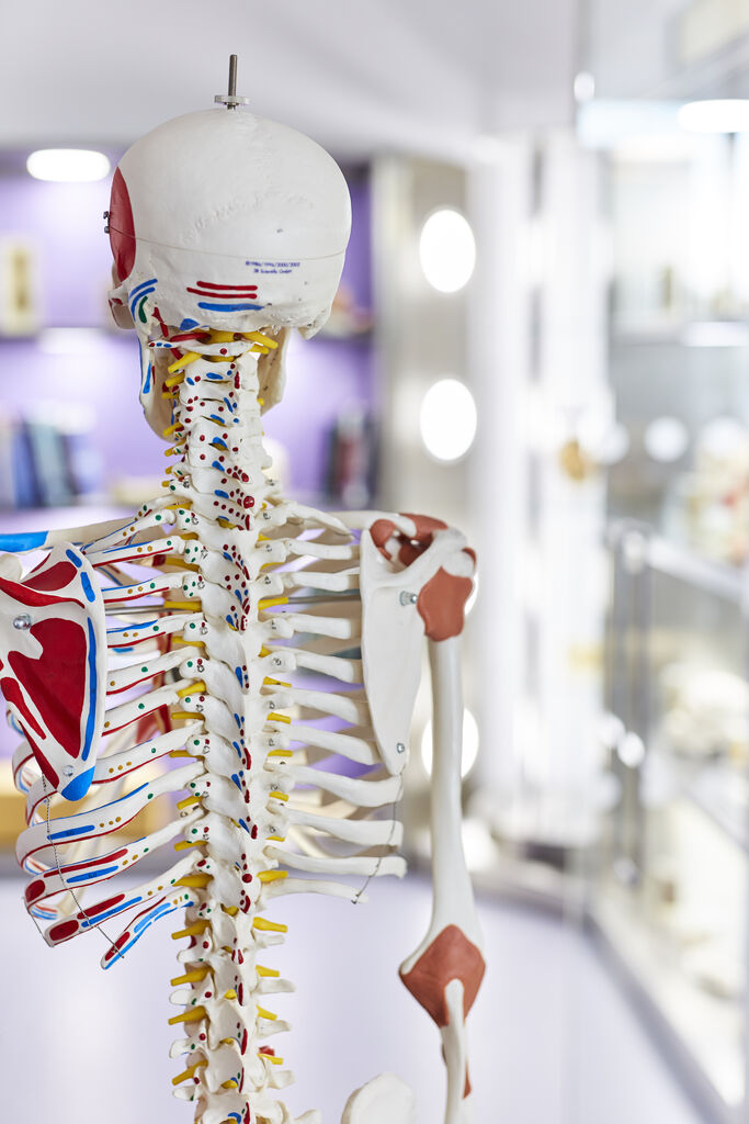 An anatomical skeleton from the back, in a laboratory environment.