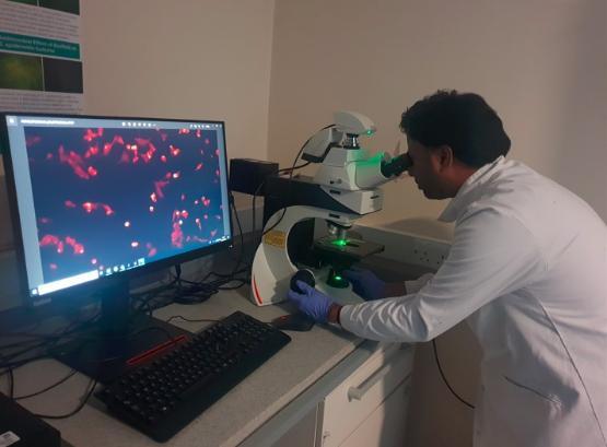 Dr Karthic Swaminathan looking through a microscope Dr Karthic Swaminathan looking through a microscope