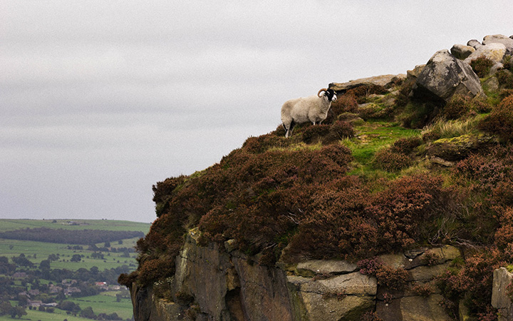 A sheep on an Ilkley moor rock on a cloudy day