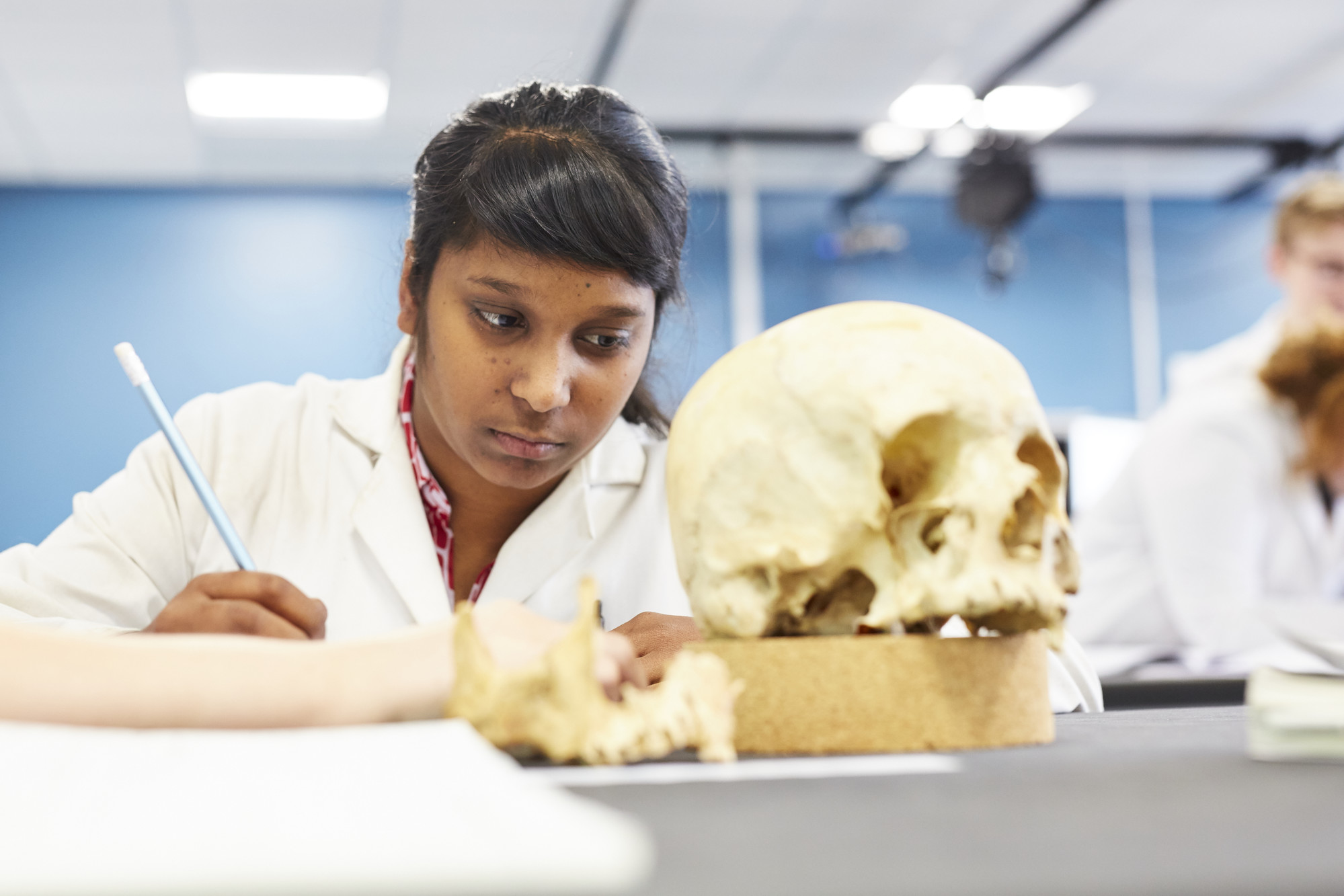 A student studying a skull 