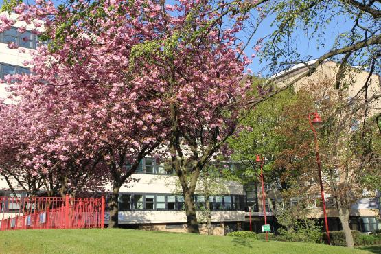 Cherry blossom on Campus