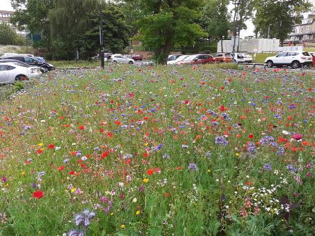 Wild flowers in Shearbridge car park