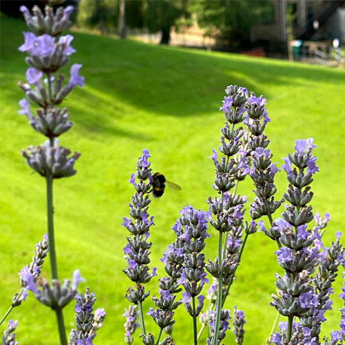 Flowers and a bee on campus.