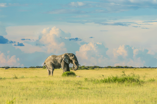A single elephant in the Central Kalahari Game Reserve. (Unsplash)