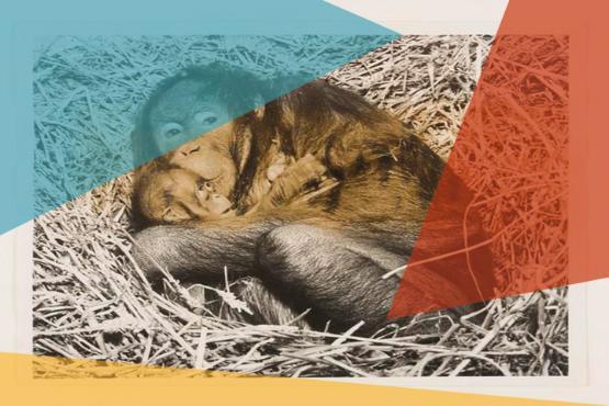 Mother Orangutan cradling baby in a straw nest. Credit: Daily Herald Archive at National Science and Media Museum. Image layered with UNIfy event branded filter - three triangles, one yellow, one blue, one red.