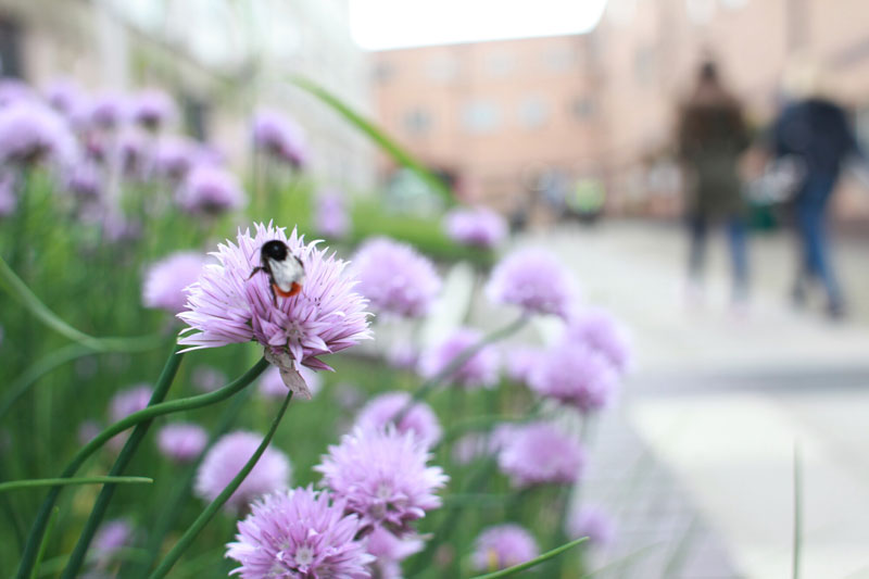 A bee collecting pollen from a purple chive flower on the University of Bradford campus