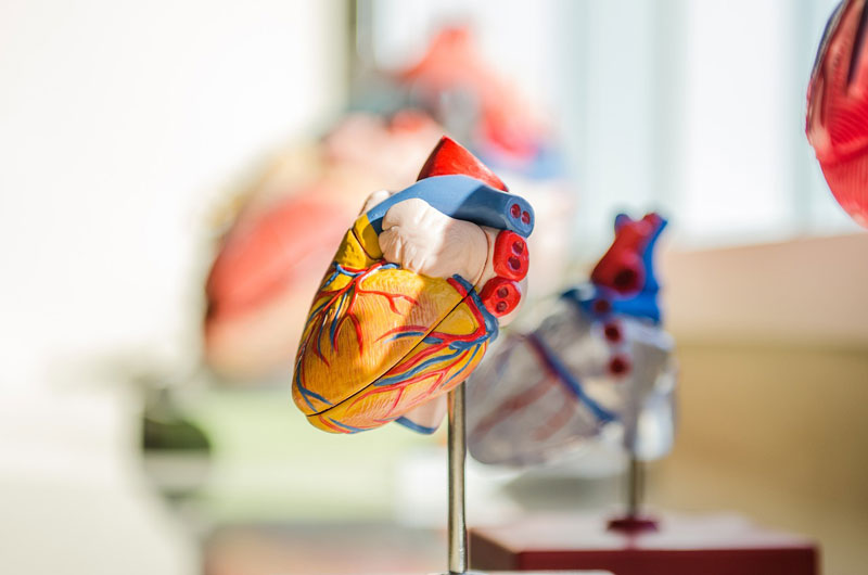 An atomically correct model of a human heart