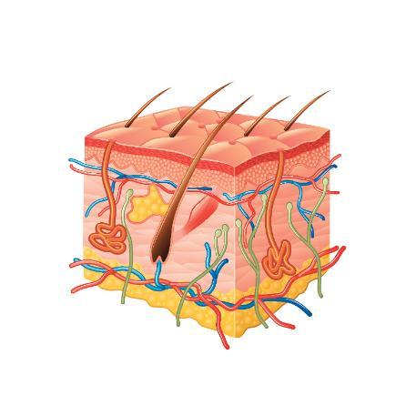 a diagram of skin in 3D
