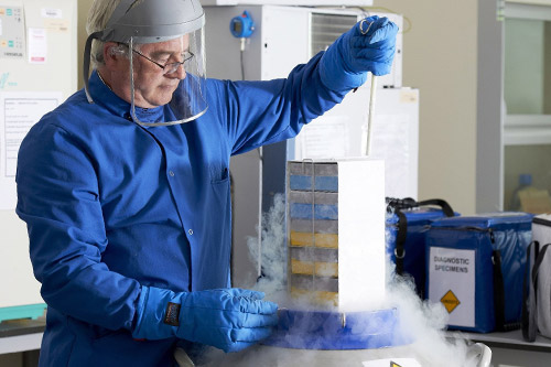 Researcher freeze drying tissue samples in liquid nitrogen