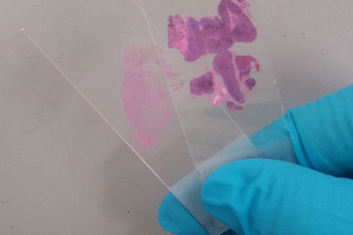Tissue samples on glass microscope slides