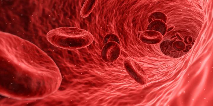 Blood cells travelling through blood vessels