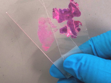 Tissue samples on glass microscope slides