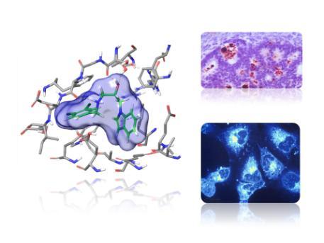 Composite image showing a molecular model and images of stained cells and tissues