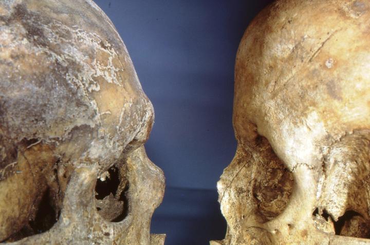 two skulls facing each other