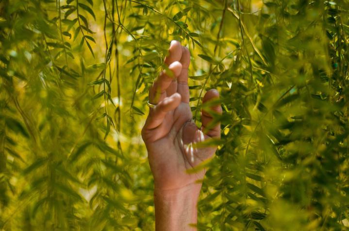 Hand reaching into green leaves of tree