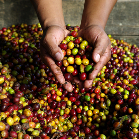 Hands holding up raw fairtrade coffee beans