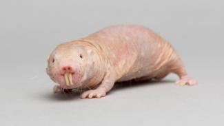 Naked mole-rat - pioneering research in the ICT