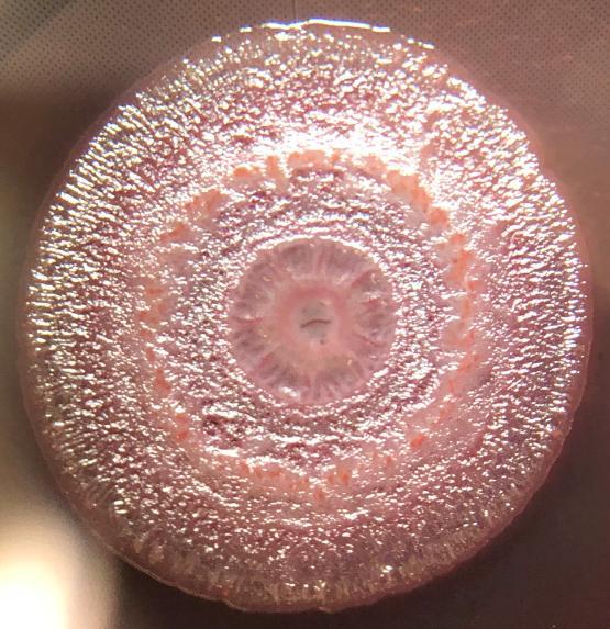 Pseudomonas aeruginosa colony biofilm on Congo red nutrient agar