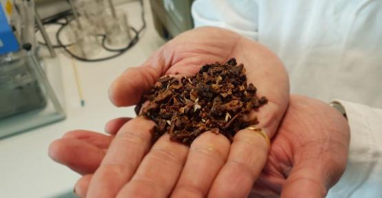 Hands holding propolis, which is made in bee hives