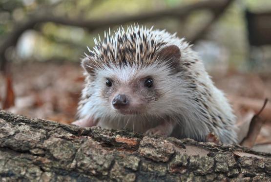 A hedgehog peeking over a log
