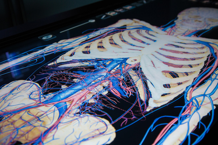 Visualisation of inside the human body on a anatomage table.