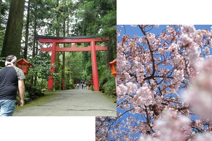 Two images. One of a torii gate and one of a cherry blossom tree